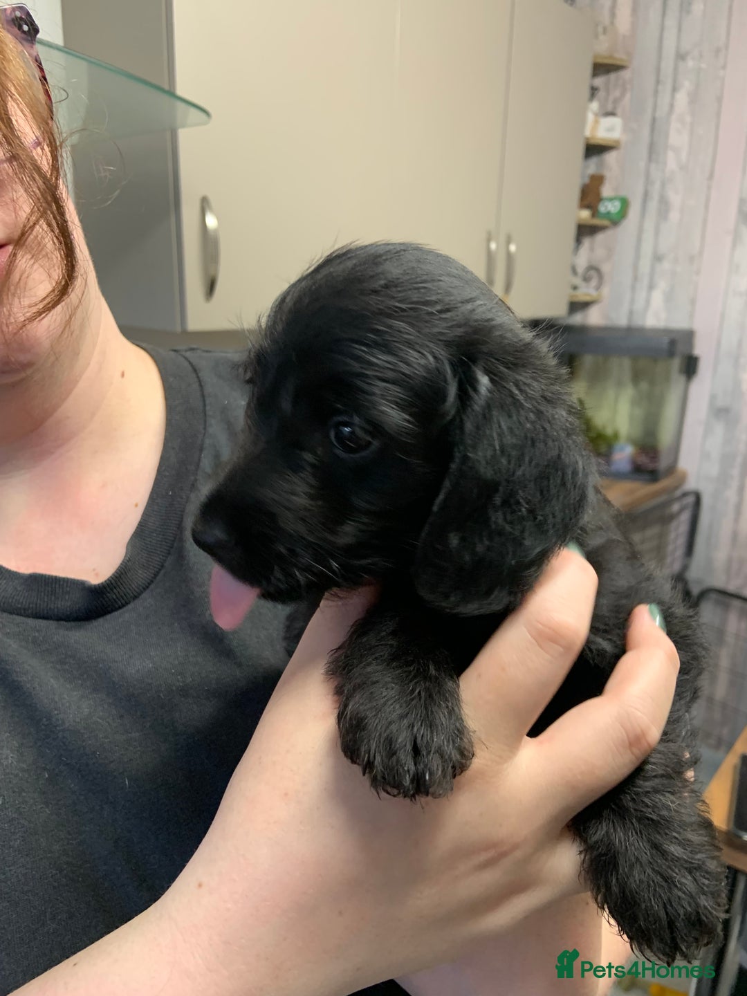 Doxiepoo dogs for sale: Gorgeous Doxipoo puppies  - Image 8