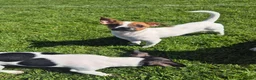 Mixed Breed dogs for sale: Jack Russell x Mini Pinscher - Advert 17