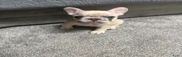 French Bulldog dogs for sale: Puppies for Sales - Advert 3