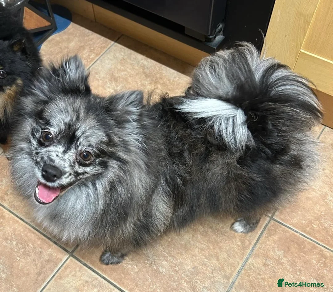 Pomeranian dogs for sale: Pomeranian  - Advert 2