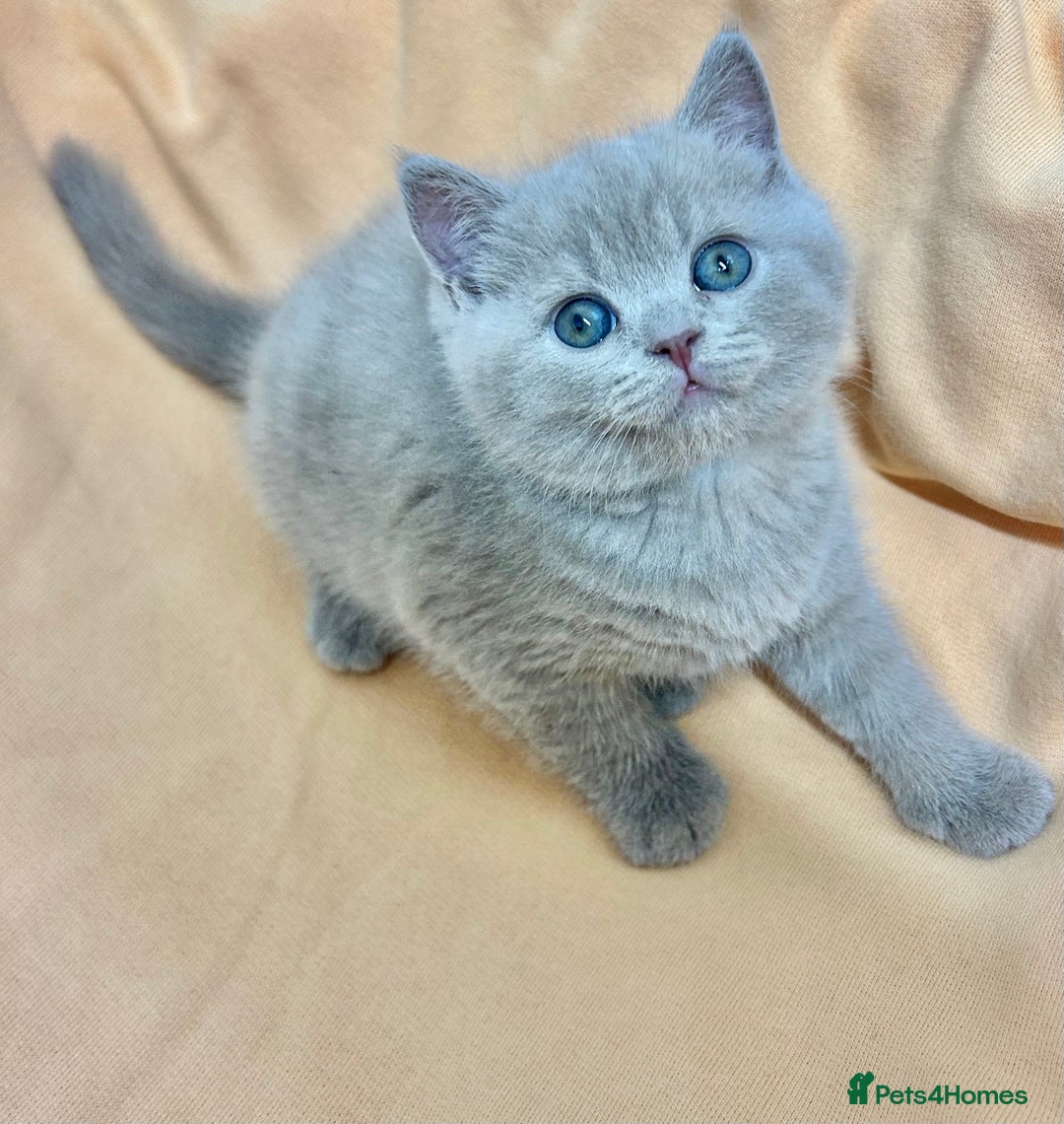 British Shorthair cats for sale: GCCF British Shorthair for Sale - Advert 28