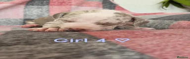 Girl 4