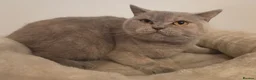 British Shorthair cats for sale: GORGEOUS GGCF ACTIVE REG QUEENS - Advert 5