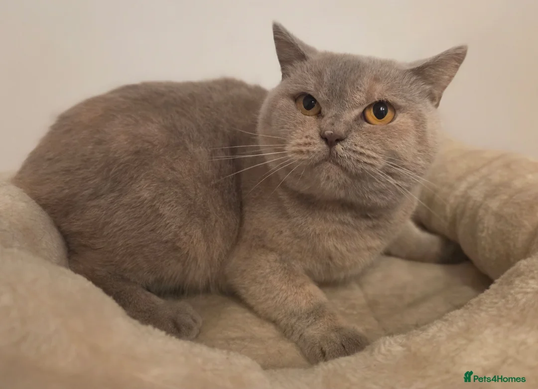 British Shorthair cats for sale: GORGEOUS GGCF ACTIVE REG QUEENS - Advert 5