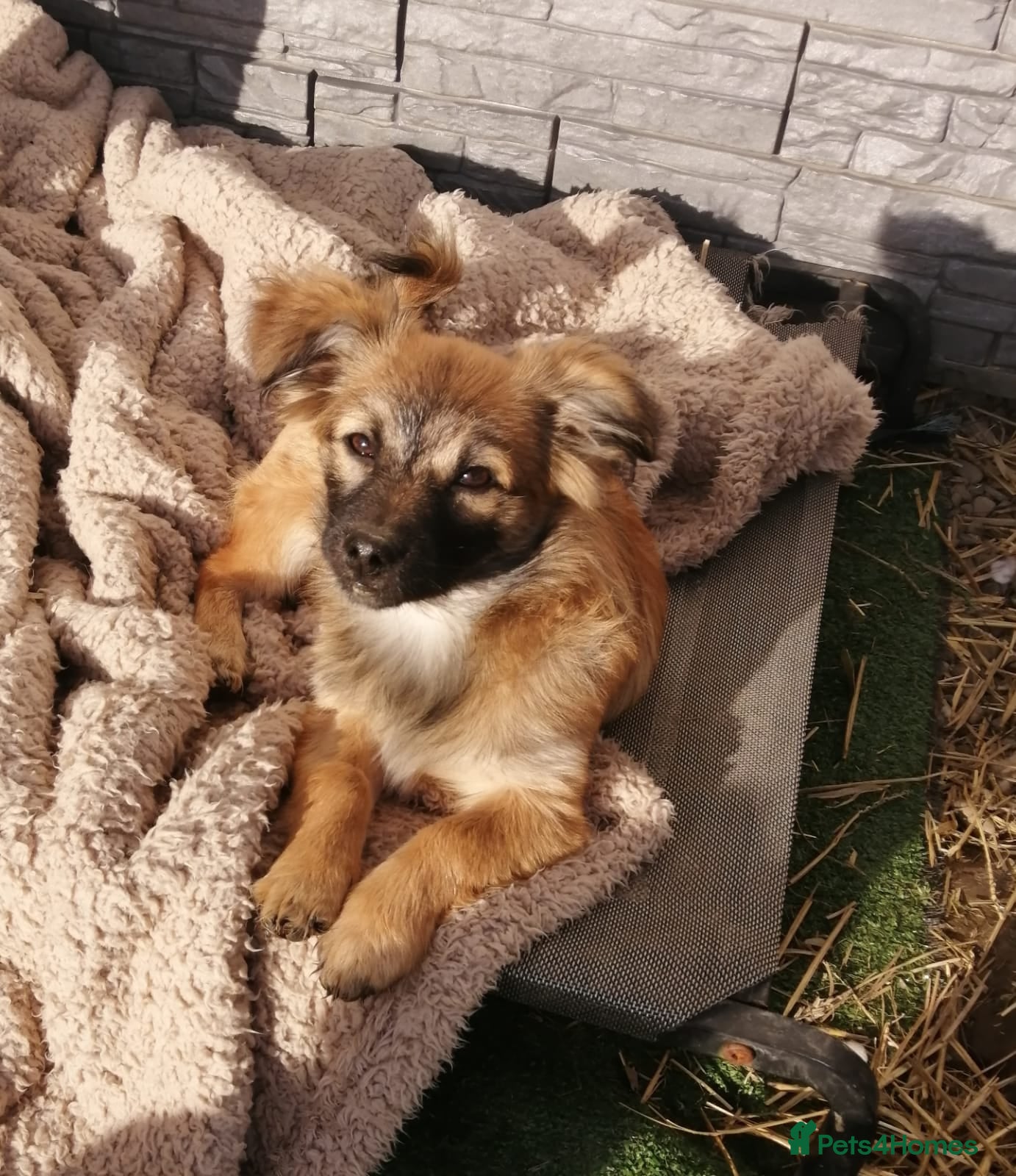 Mixed Breed dogs 💙🐶 FUNTIK 🐶💙 - Advert 13