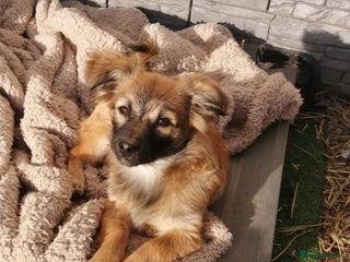 Mixed Breed dogs 💙🐶 FUNTIK 🐶💙 - Advert 13