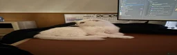 Scottish Fold cats for sale: White Scottish Fold Blue eyes - Advert 4