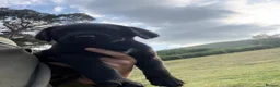 Labrador Retriever dogs for sale: Black Labrador puppies. in York - Advert 3
