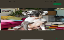 Great Dane dogs for sale: KC registered blue Great Dane puppies - Image 4