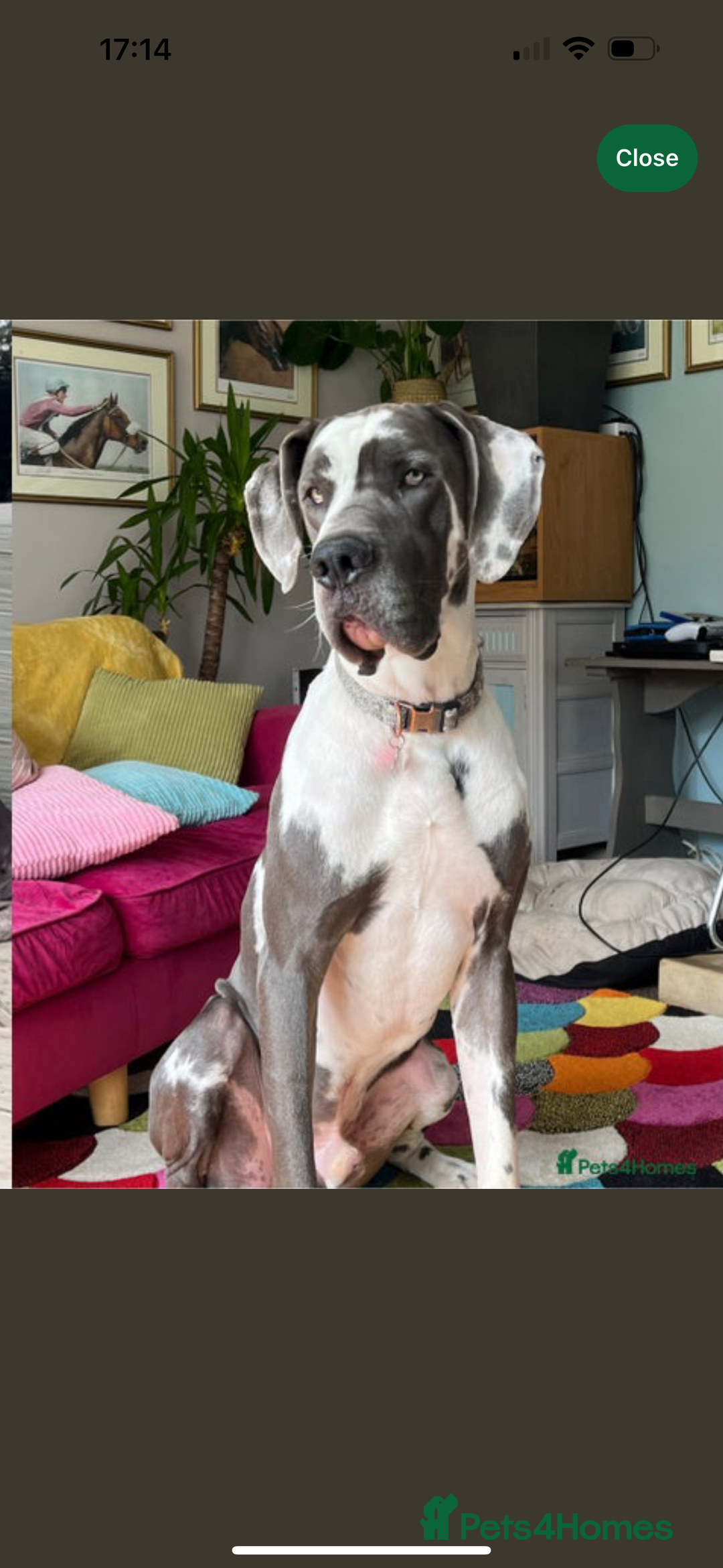 Great Dane dogs for sale: KC registered blue Great Dane puppies - Image 4
