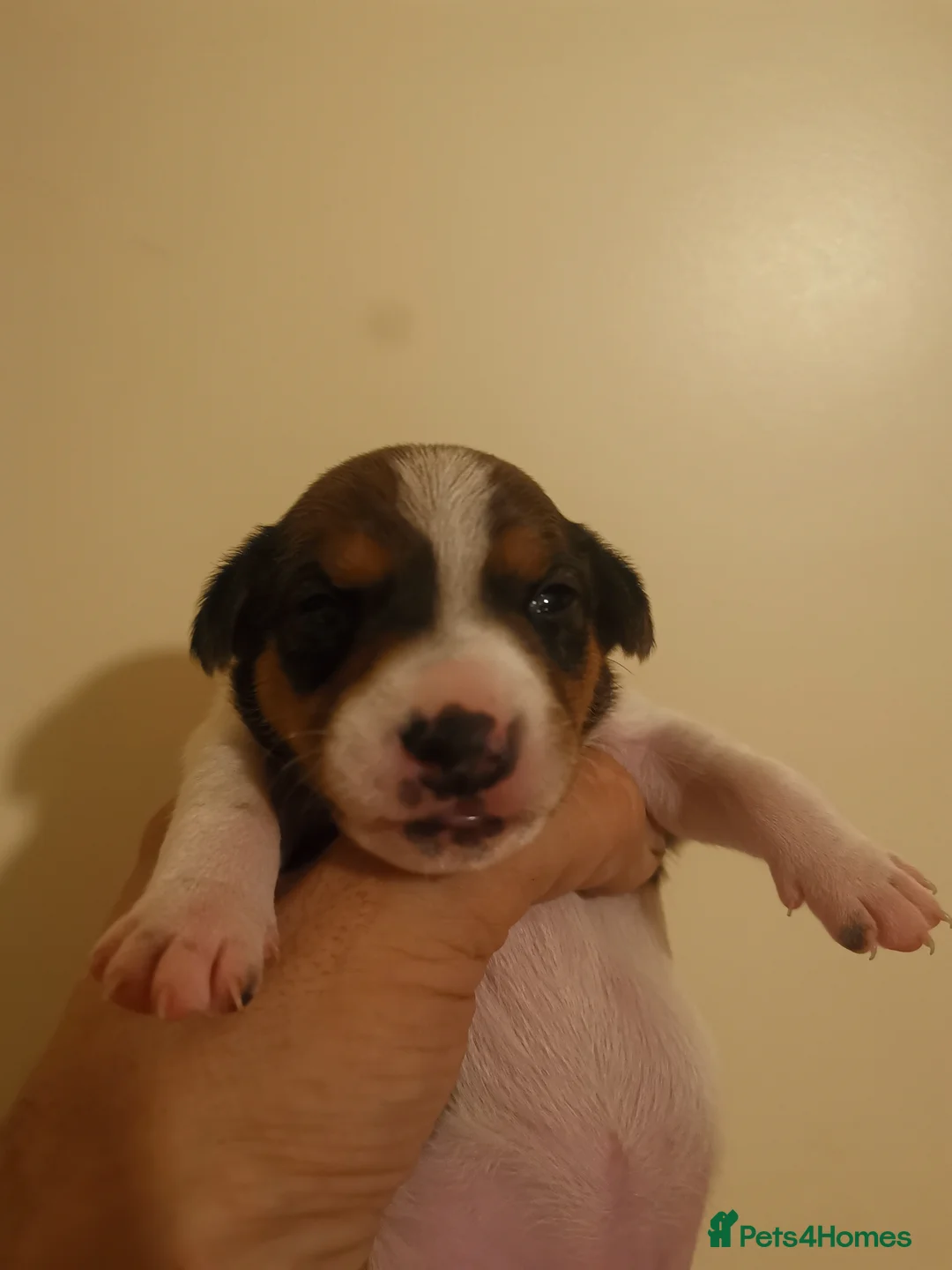 Jack Russell dogs for sale: Beautiful tricoloured jack Russell pups for sale - Advert 13