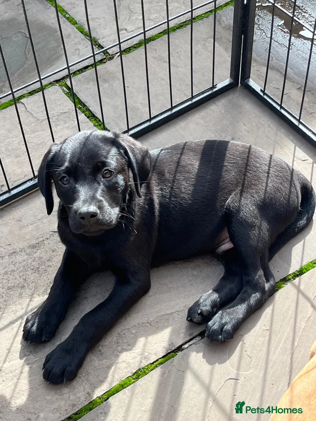 Labrador Retriever dogs for sale: 7 gorgeous kc Labrador puppies - Advert 1
