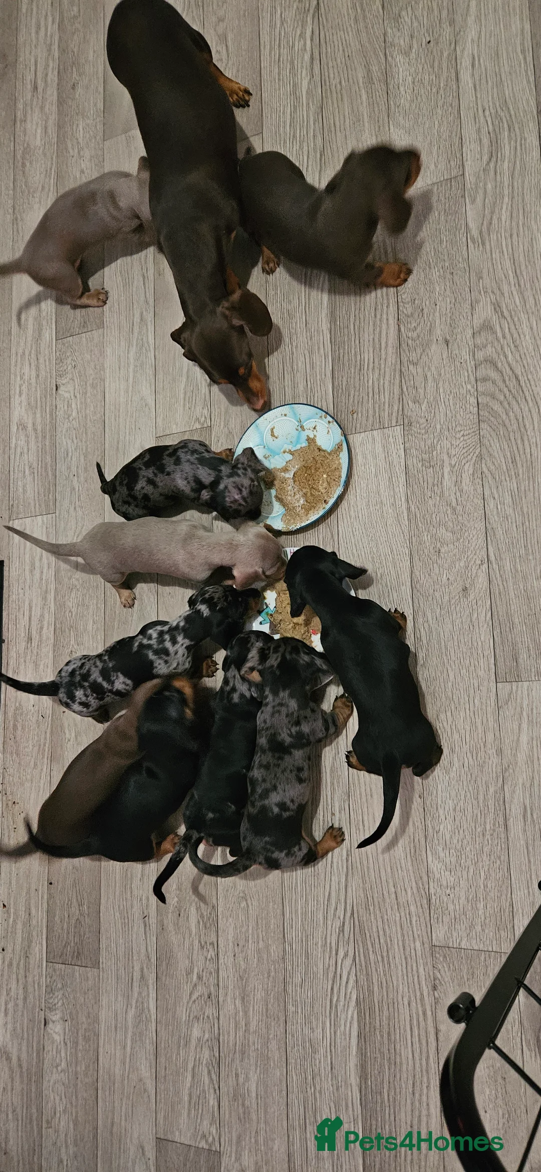 Miniature Dachshund dogs for sale: Our beautiful babies  - Advert 14