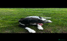 English Springer Spaniel dogs for sale: English Springer Spaniel Female - Image 5