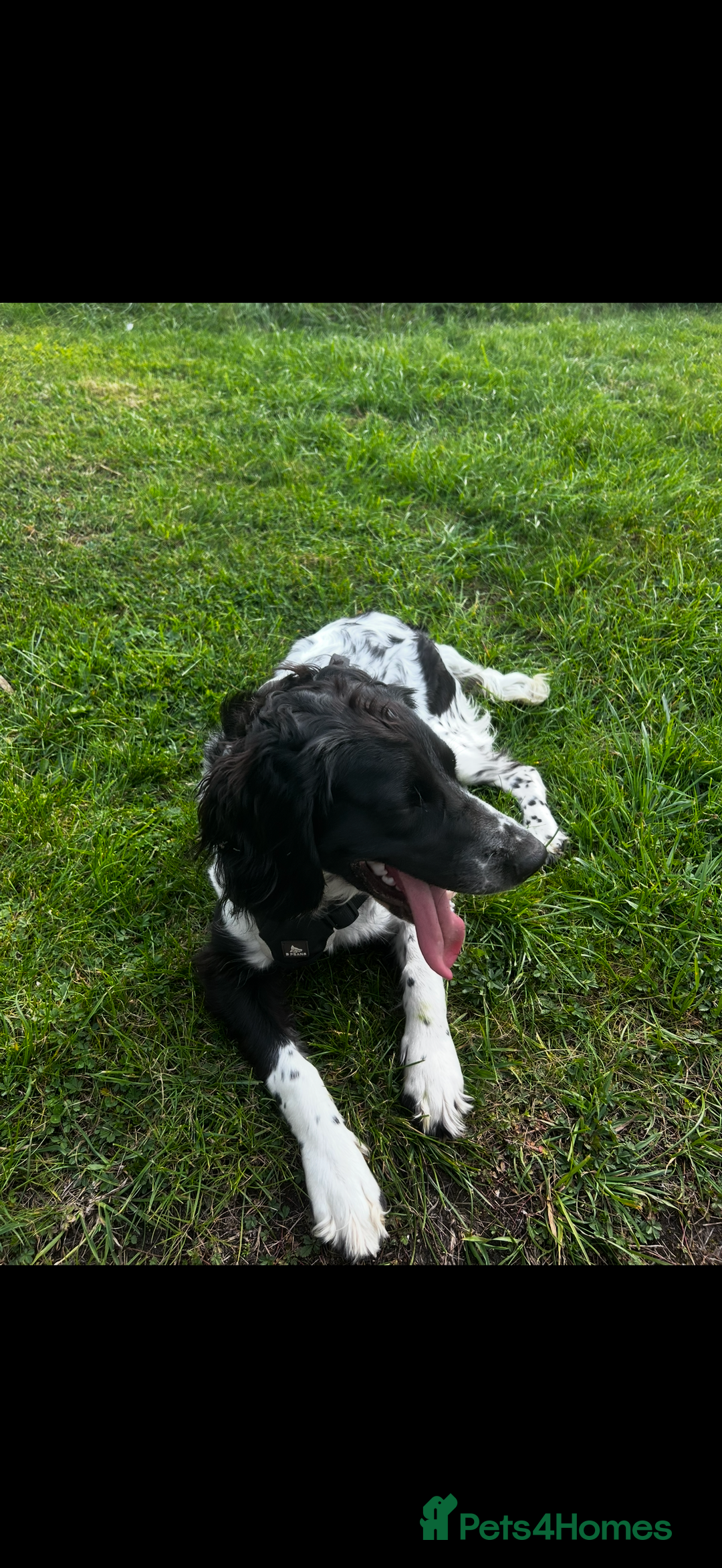 English Springer Spaniel dogs for sale: English Springer Spaniel Female - Image 5