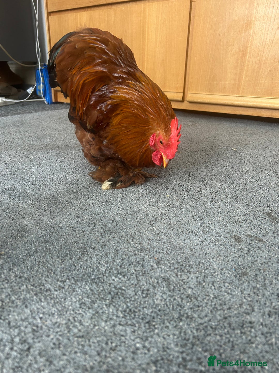 Chickens poultry for sale: Bantam cockerel looking for loving home!  - Image 9