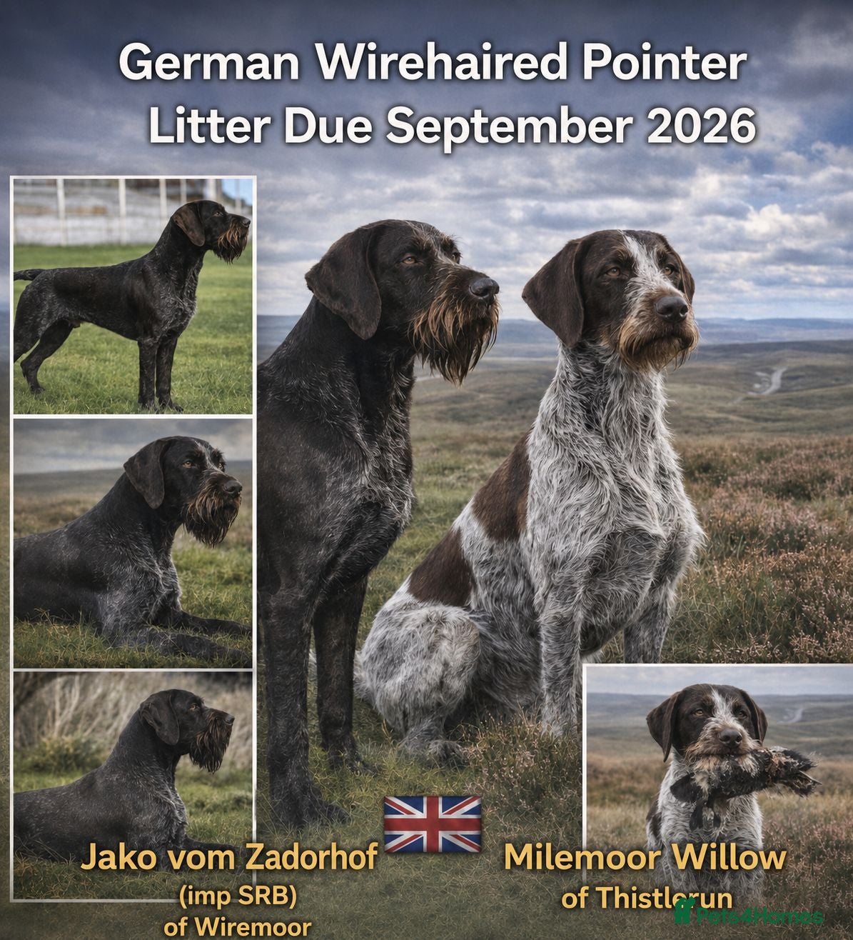 German Wirehaired Pointer dogs German Wirehaired Pointer puppies  - Advert 11