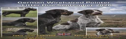 German Wirehaired Pointer dogs for sale: German Wirehaired Pointer puppies  - Advert 1