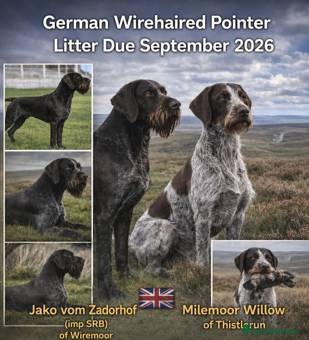 German Wirehaired Pointer dogs for sale: German Wirehaired Pointer puppies  - Advert 1