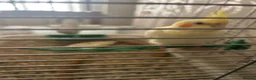 Cockatiels birds for sale: Lutino Cockatiels  in Ilminster - Advert 5