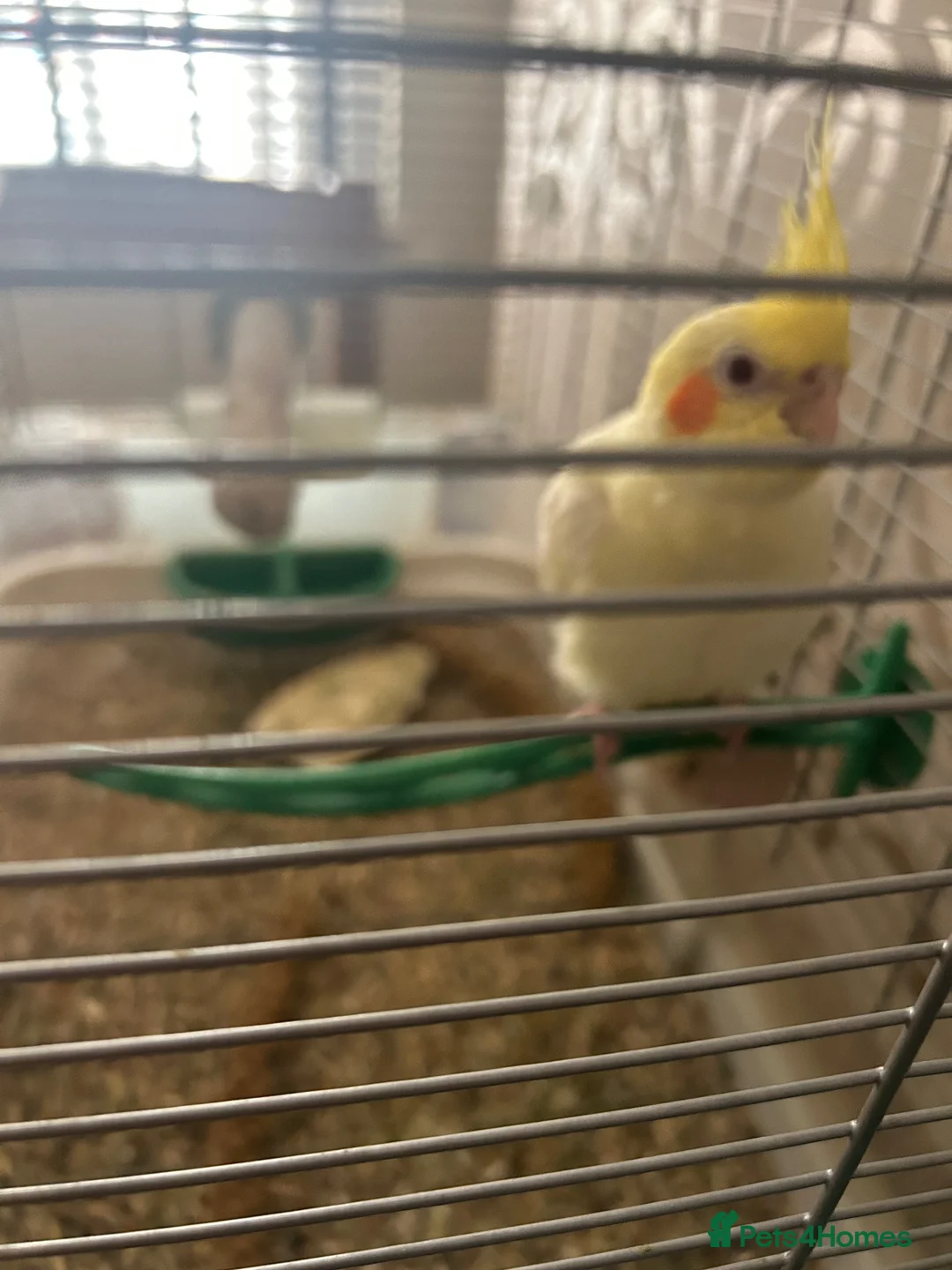 Cockatiels birds for sale: Lutino Cockatiels  in Ilminster - Advert 5
