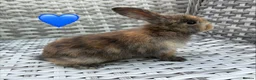 Mini Lop rabbits for sale: Pure bred mini lops - Advert 32