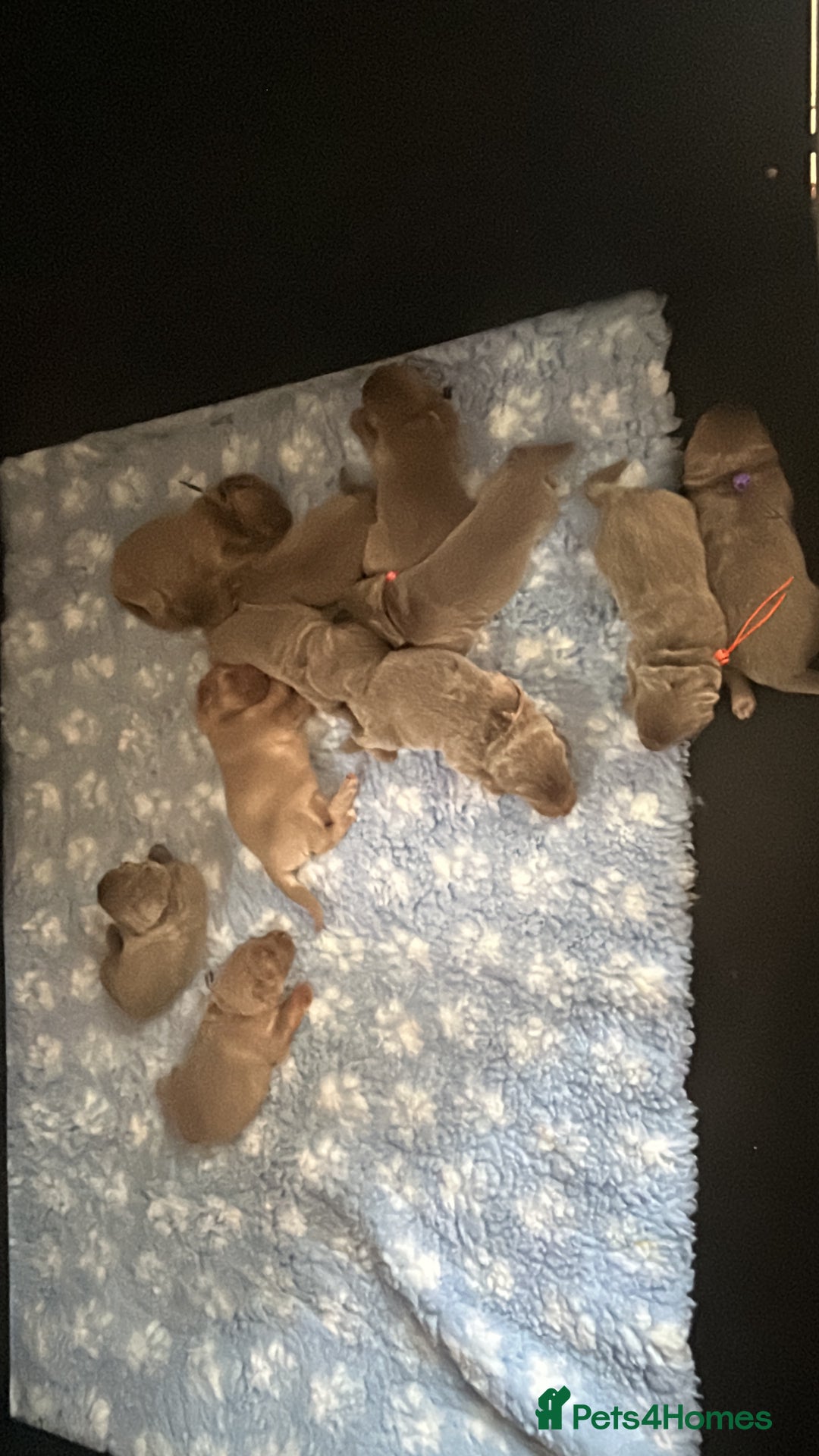 German Shepherd dogs for sale: German Shepherd puppies health tested  - Image 6