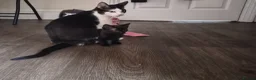 Mixed Breed cats for sale: 3 female kittens READY TO LEAVE NOW in Derby - Advert 9
