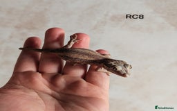 Gecko reptiles for sale: Red Base Red Stripe Gargoyle Gecko  - Image 2