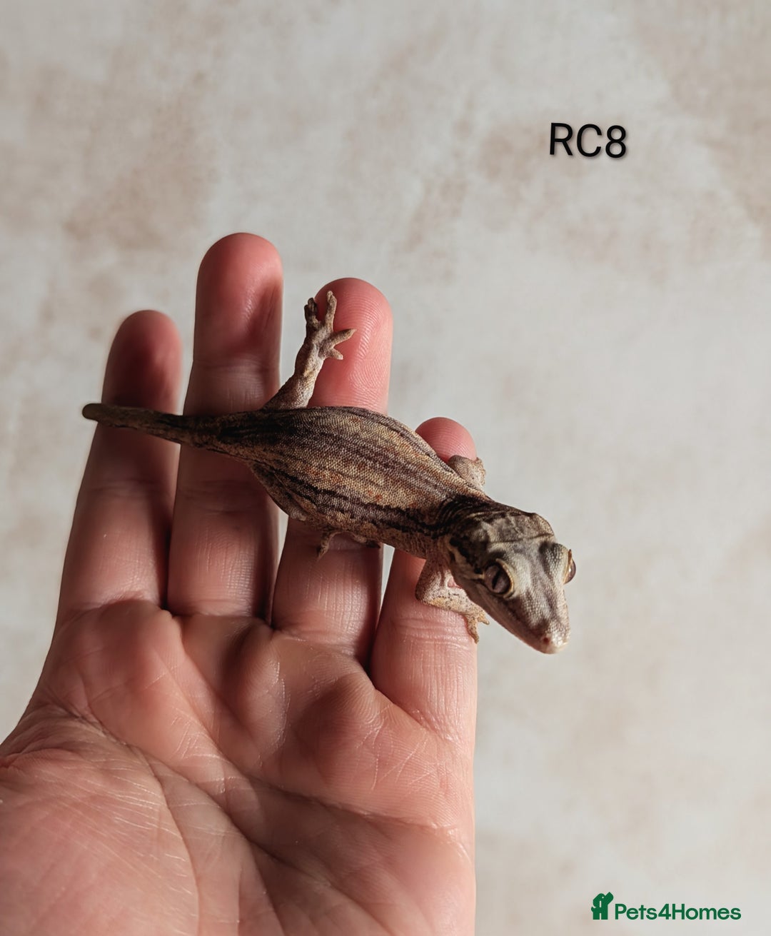 Gecko reptiles for sale: Red Base Red Stripe Gargoyle Gecko  - Image 2
