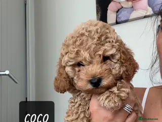 Toy Poodle dogs Beautiful Toy Poodle puppies. Ready to Go Now 🐾 - Advert 14