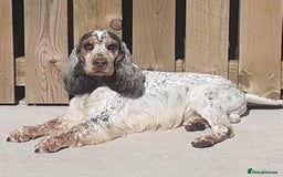 Cocker Spaniel dogs for stud: DNA health tested KCd cocker at stud in Alston - Image 2