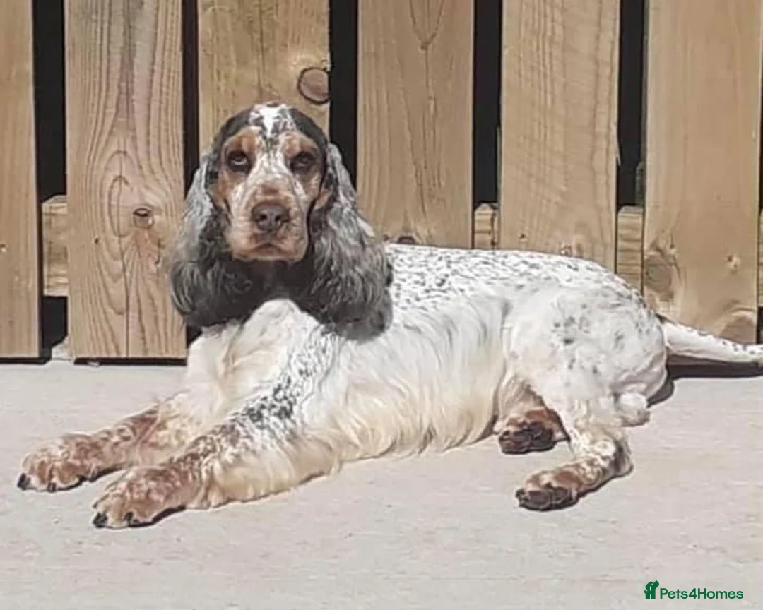 Cocker Spaniel dogs for stud: DNA health tested KCd cocker at stud in Alston - Advert 4