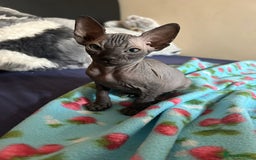 Sphynx cats for sale: 4 female canadian sphynx looking for home - Image 9