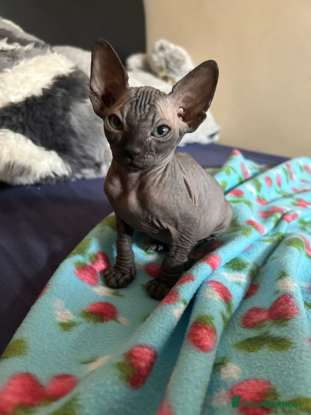 Sphynx cats for sale: 4 female canadian sphynx looking for home - Image 9