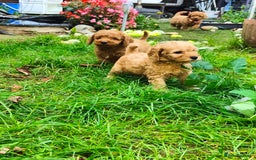 Cockapoo dogs for sale: Cockapoo - Image 14