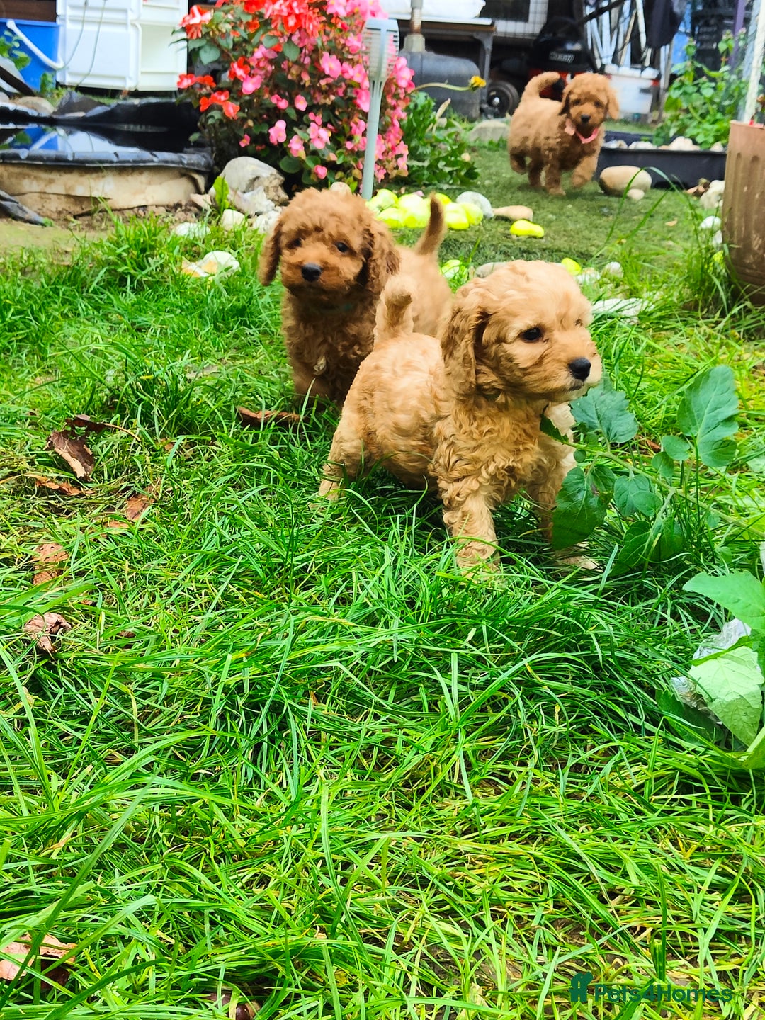 Cockapoo dogs for sale: Cockapoo - Image 14