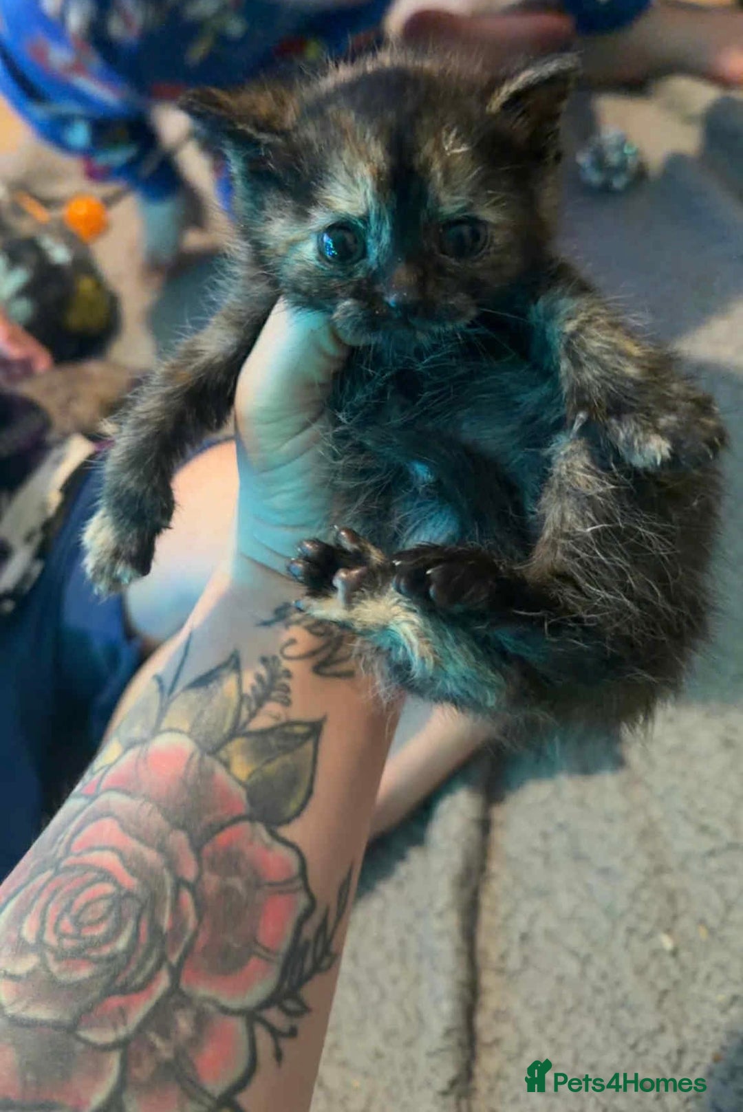 British Shorthair cats for sale: British shorthair kittens  - Advert 8