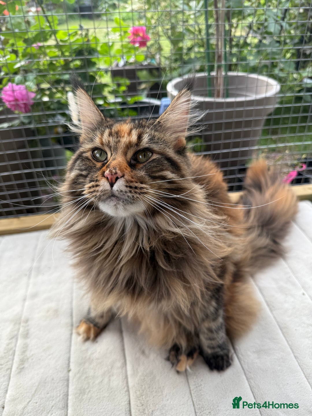 Maine Coon cats for sale: 3 Purebred Maine Coon Kittens - Will Sell Fast!! ✨ - Image 4