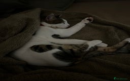 Domestic Shorthair cats for sale: Young male cat - Image 1