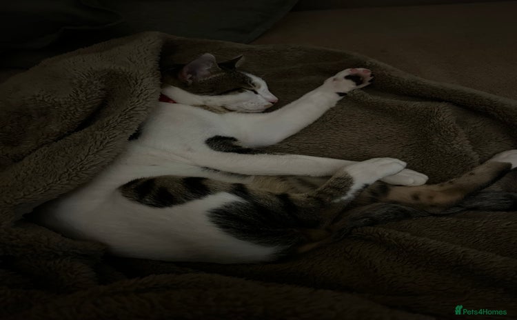 Domestic Shorthair cats - Advert 1