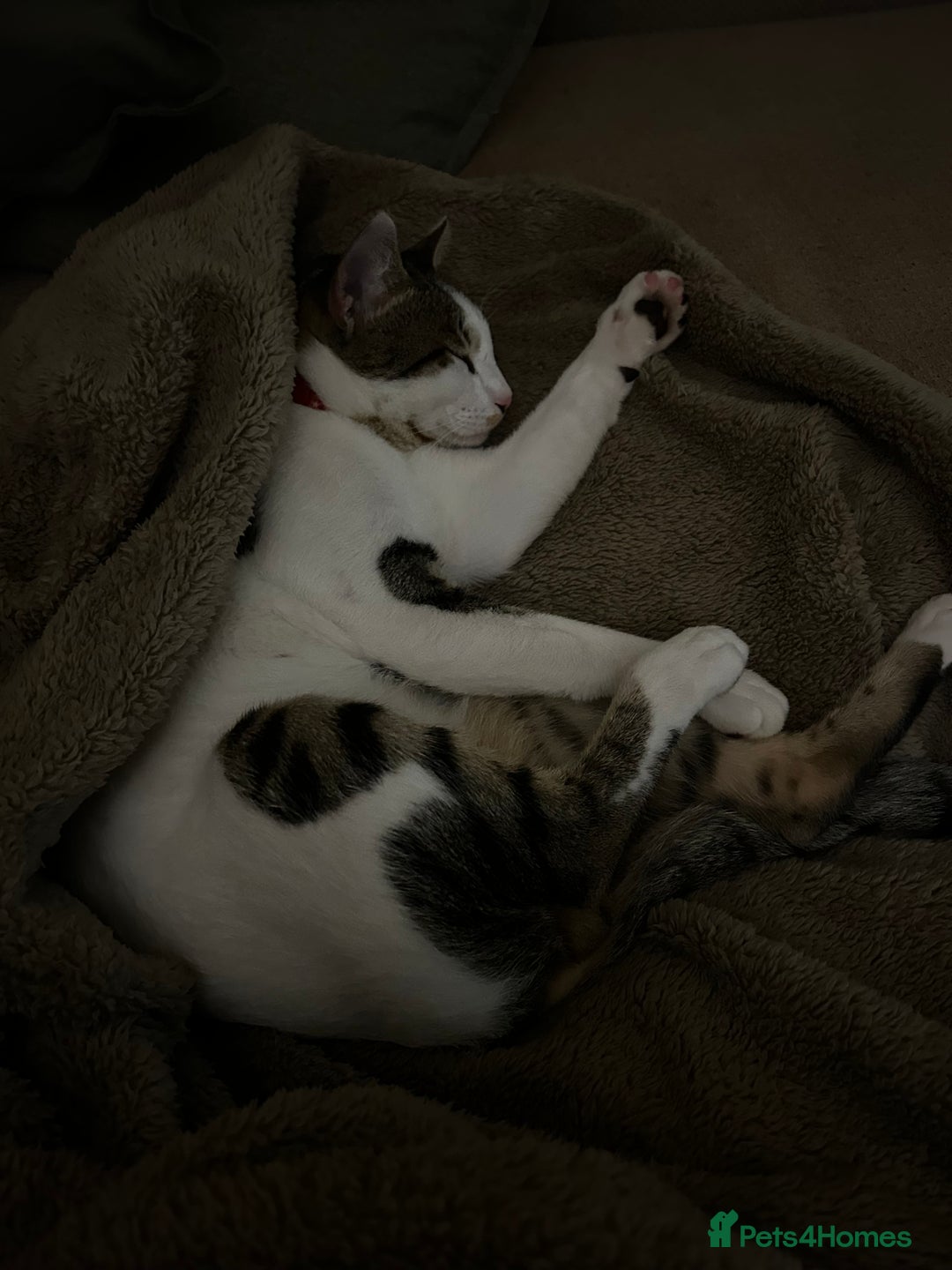 Domestic Shorthair cats for sale: Young male cat - Image 1