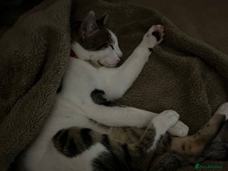 Domestic Shorthair cats for sale - Advert 1