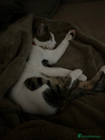 Domestic Shorthair cats - Advert 1