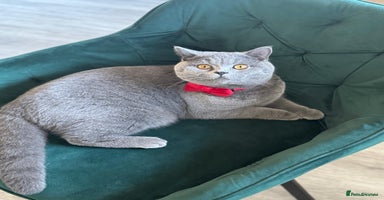 British Shorthair cats - Advert 3