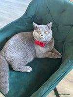 British Shorthair cats - Advert 2