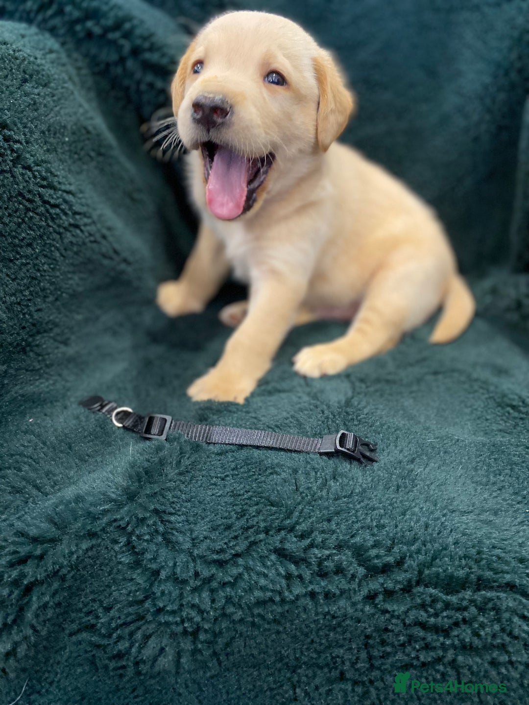 Labrador Retriever dogs for sale: KC Registered Labrador Puppies  - Image 4