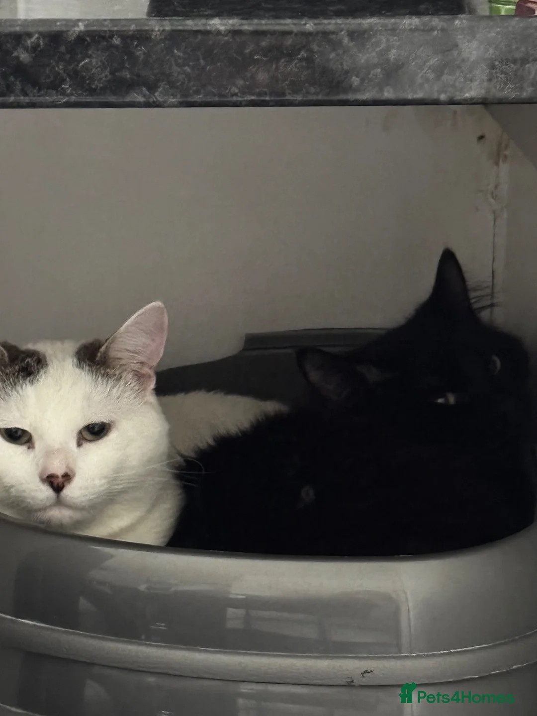 Mixed Breed cats for sale: 2 LOVING MALES  in Tamworth - Advert 2