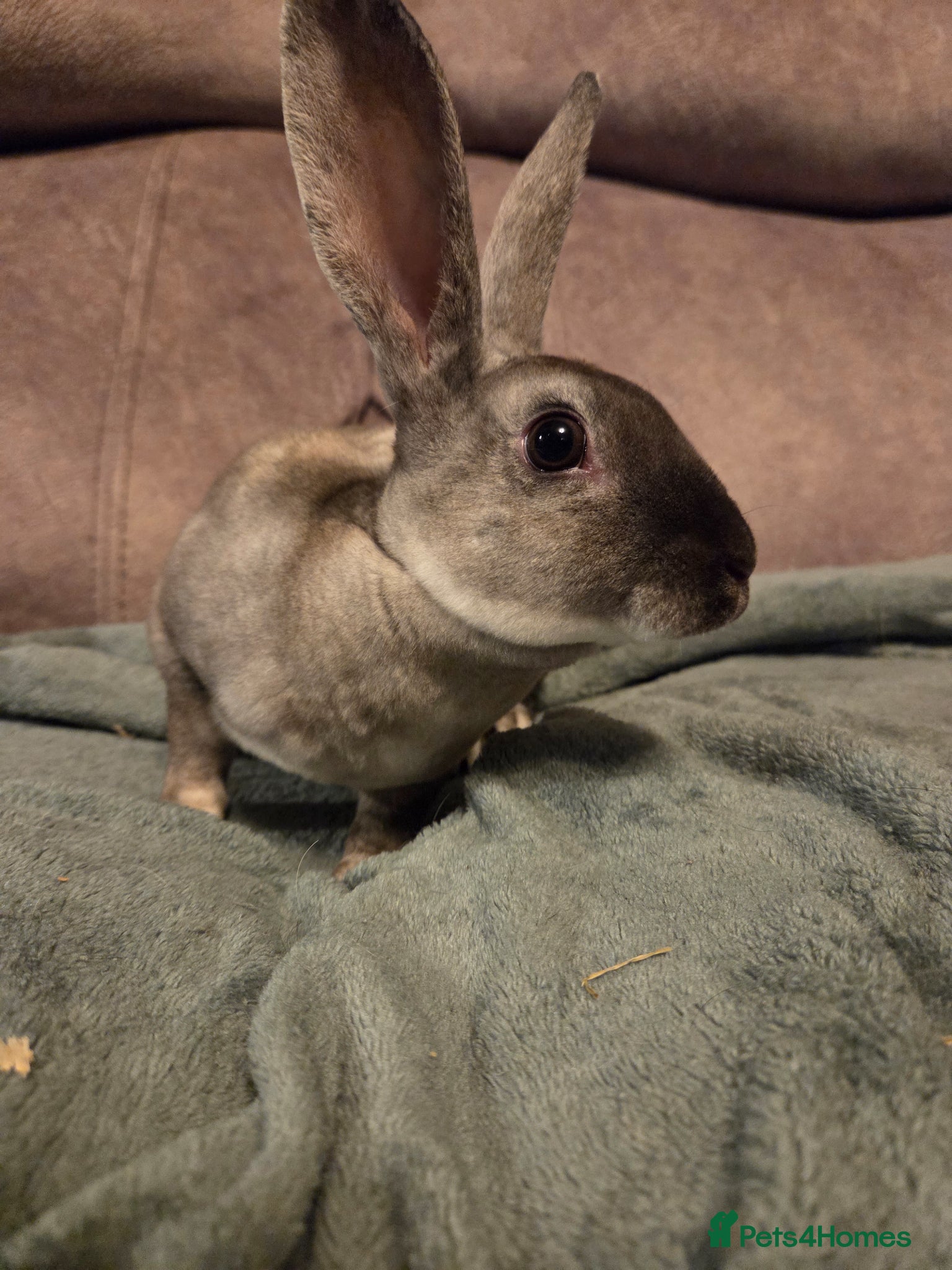 Rex rabbits Rex opal Doe 💗 14 weeks - Advert 10