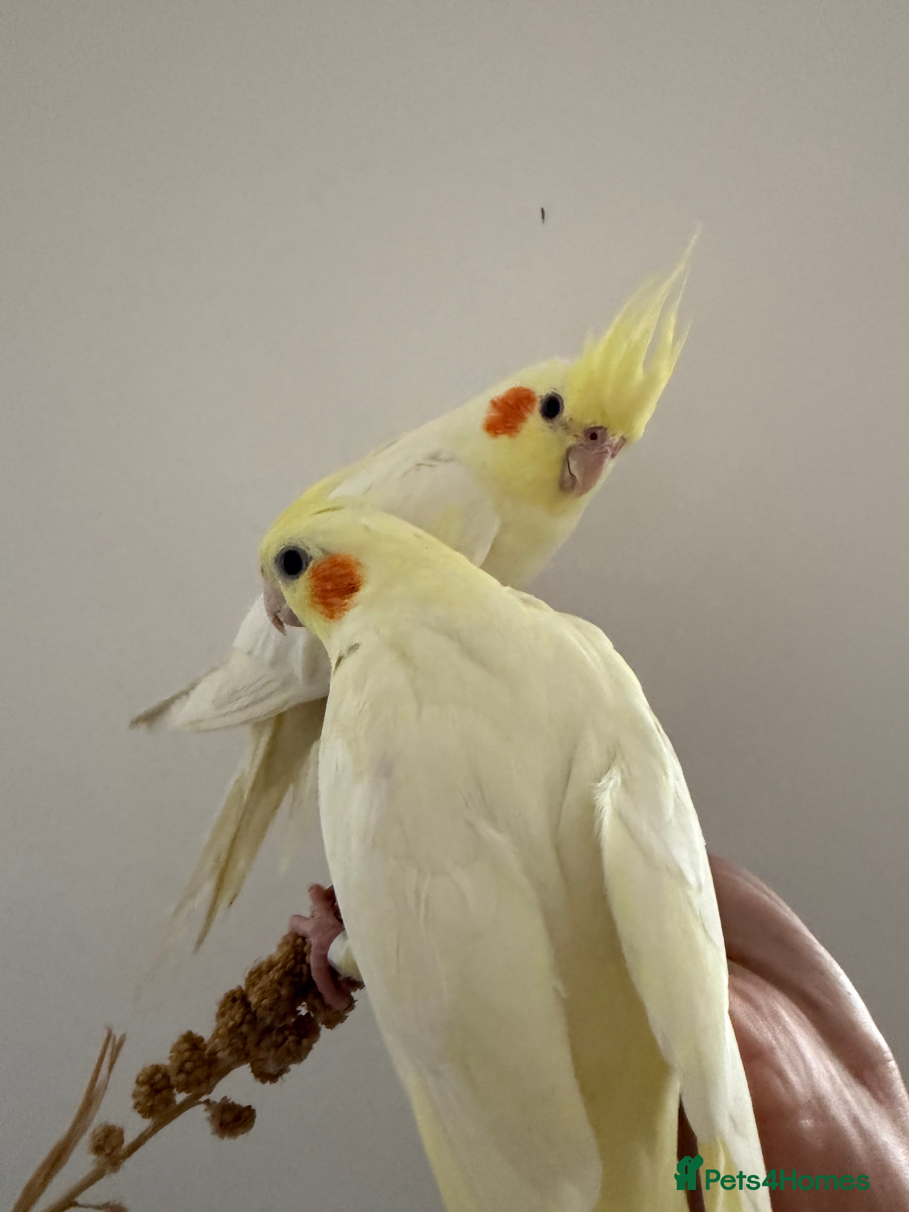 Cockatiels birds Beautiful hand tamed cockatiels - Advert 14